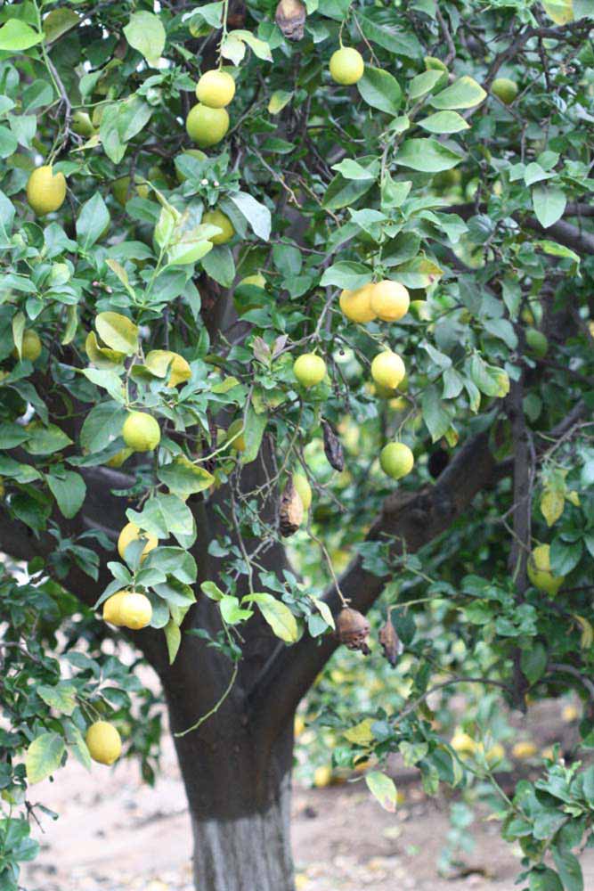            Habit (Cook, Riverside, CA)   